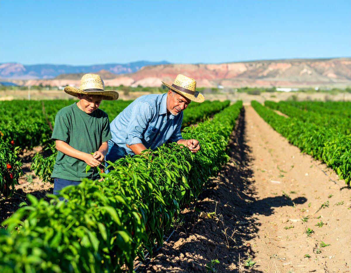 Firefly_Father and son tending chile fields in New Mexico 959017